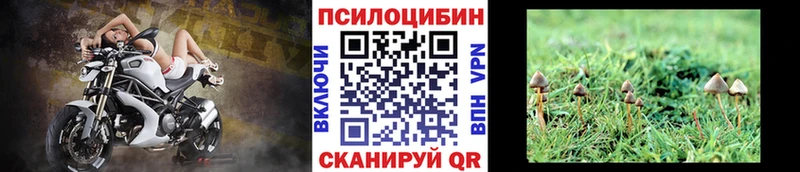 Псилоцибиновые грибы мицелий  Купить закладки  Верхняя Пышма 